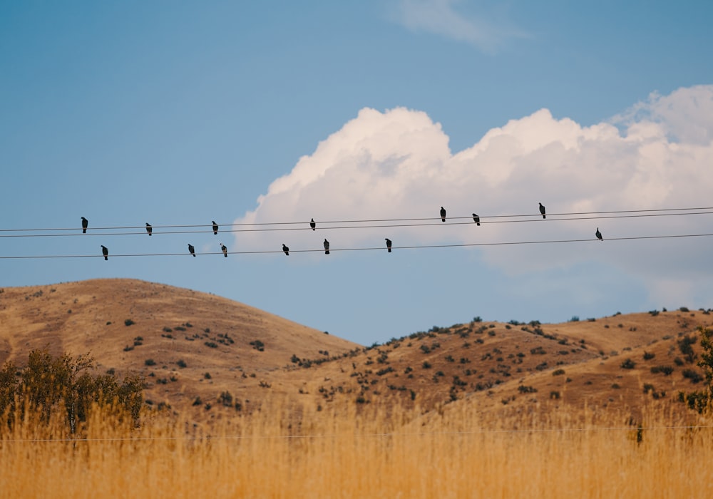 flock of birds sitting on electric cables during daytime