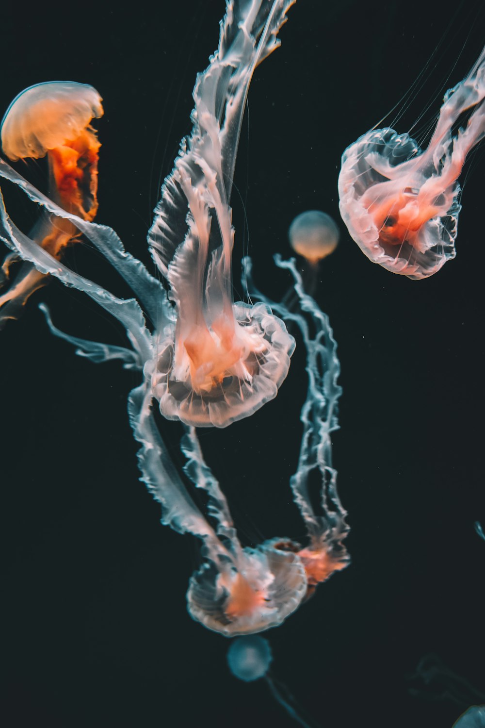 pink jellyfishes underwater