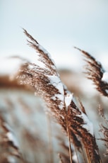 brown wheats under gray sky