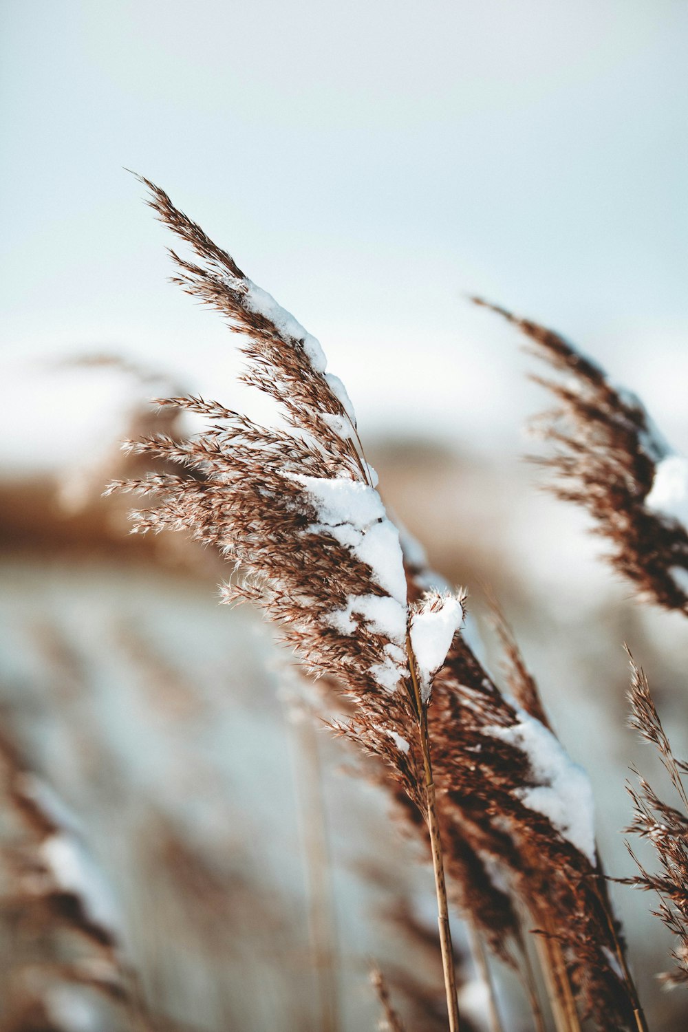 brown wheats under gray sky