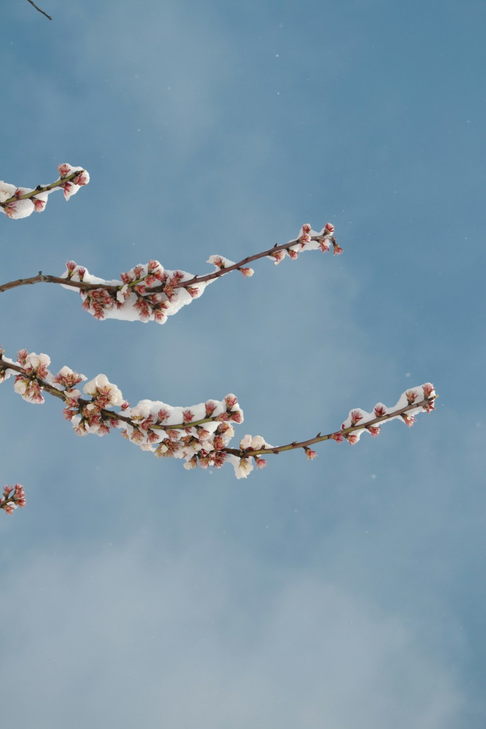 white snow on pink flowers