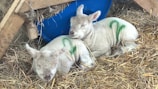 Two lambs are resting peacefully on a bed of straw. Each has a green number marked on their wool, indicating identification. They are surrounded by farm elements, including a blue feeding container and wooden structures.