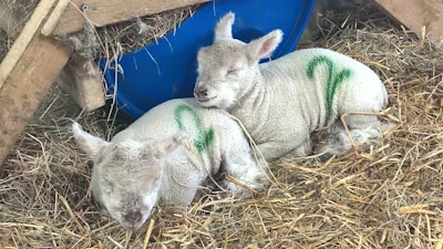 Two lambs are resting peacefully on a bed of straw. Each has a green number marked on their wool, indicating identification. They are surrounded by farm elements, including a blue feeding container and wooden structures.