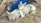 Two lambs are resting peacefully on a bed of straw. Each has a green number marked on their wool, indicating identification. They are surrounded by farm elements, including a blue feeding container and wooden structures.