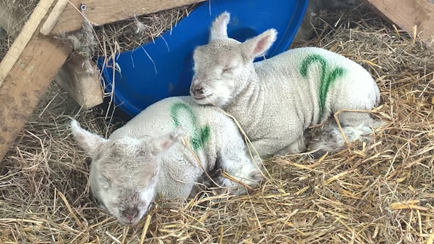 Two lambs are resting peacefully on a bed of straw. Each has a green number marked on their wool, indicating identification. They are surrounded by farm elements, including a blue feeding container and wooden structures.
