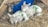 Two lambs are resting peacefully on a bed of straw. Each has a green number marked on their wool, indicating identification. They are surrounded by farm elements, including a blue feeding container and wooden structures.