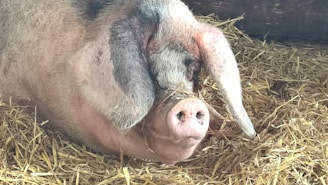 A gentle kunekune piglet nestled in soft straw under dappled sunlight