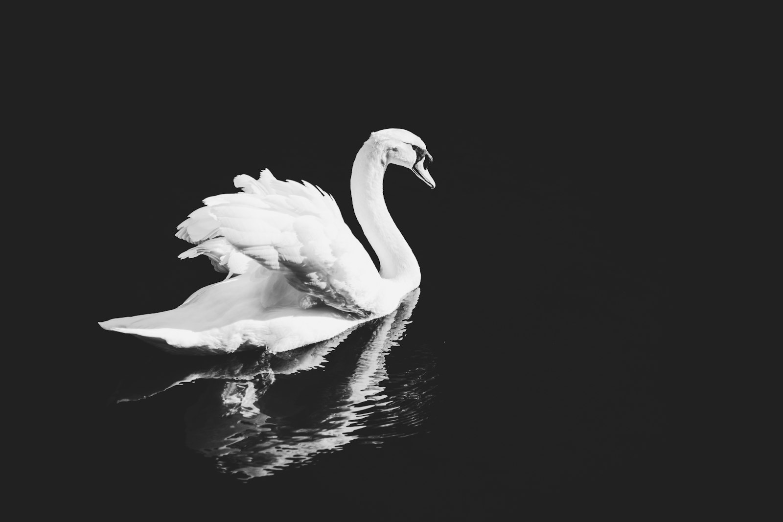 Nikon D5200 + Nikon AF-S DX Nikkor 35mm F1.8G sample photo. White swan on water photography