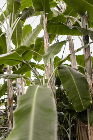 Clusters of Musa maurelli banana plant leaves creating a tropical canopy.