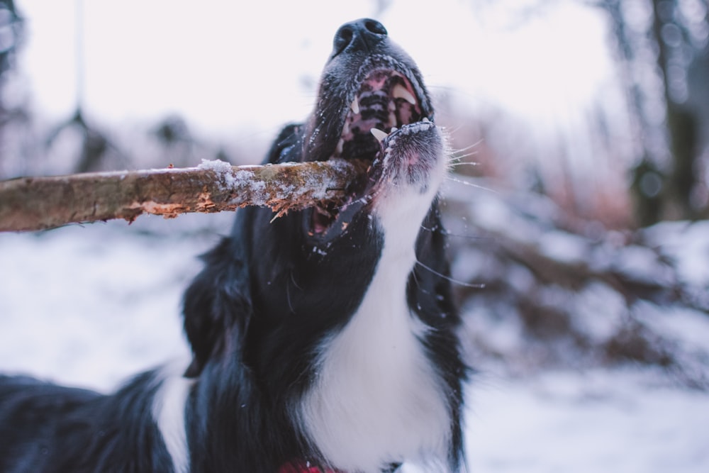 long-coated black and white dog