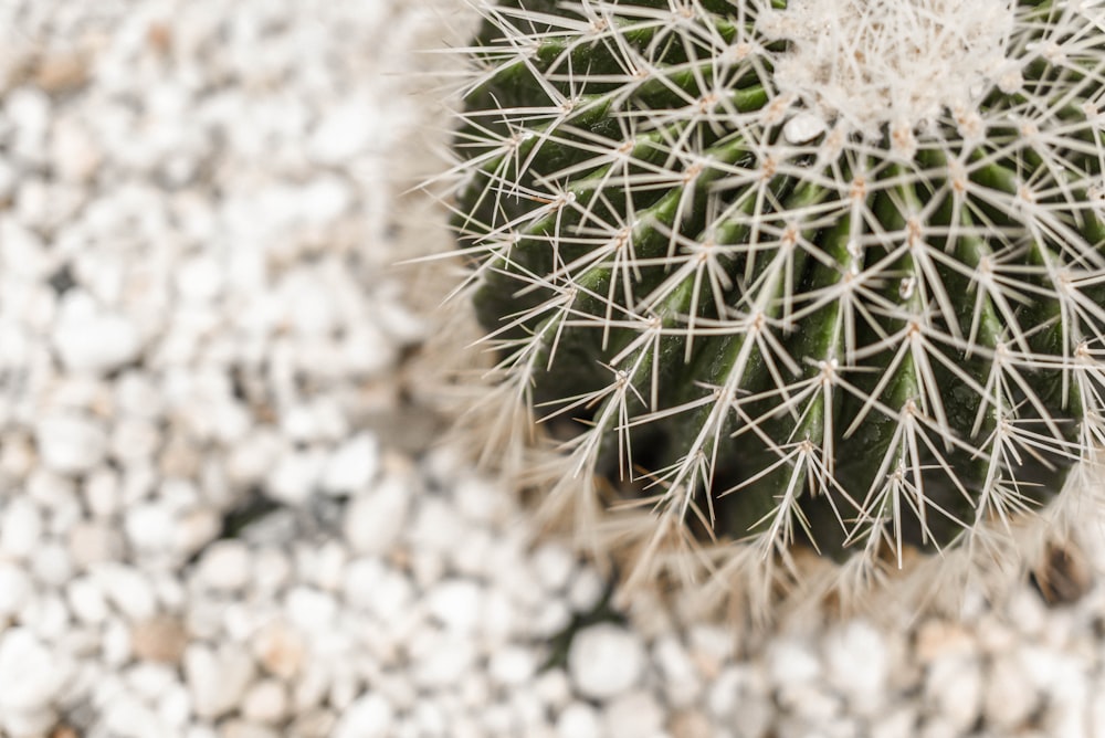 Foto de enfoque selectivo de cactus verde