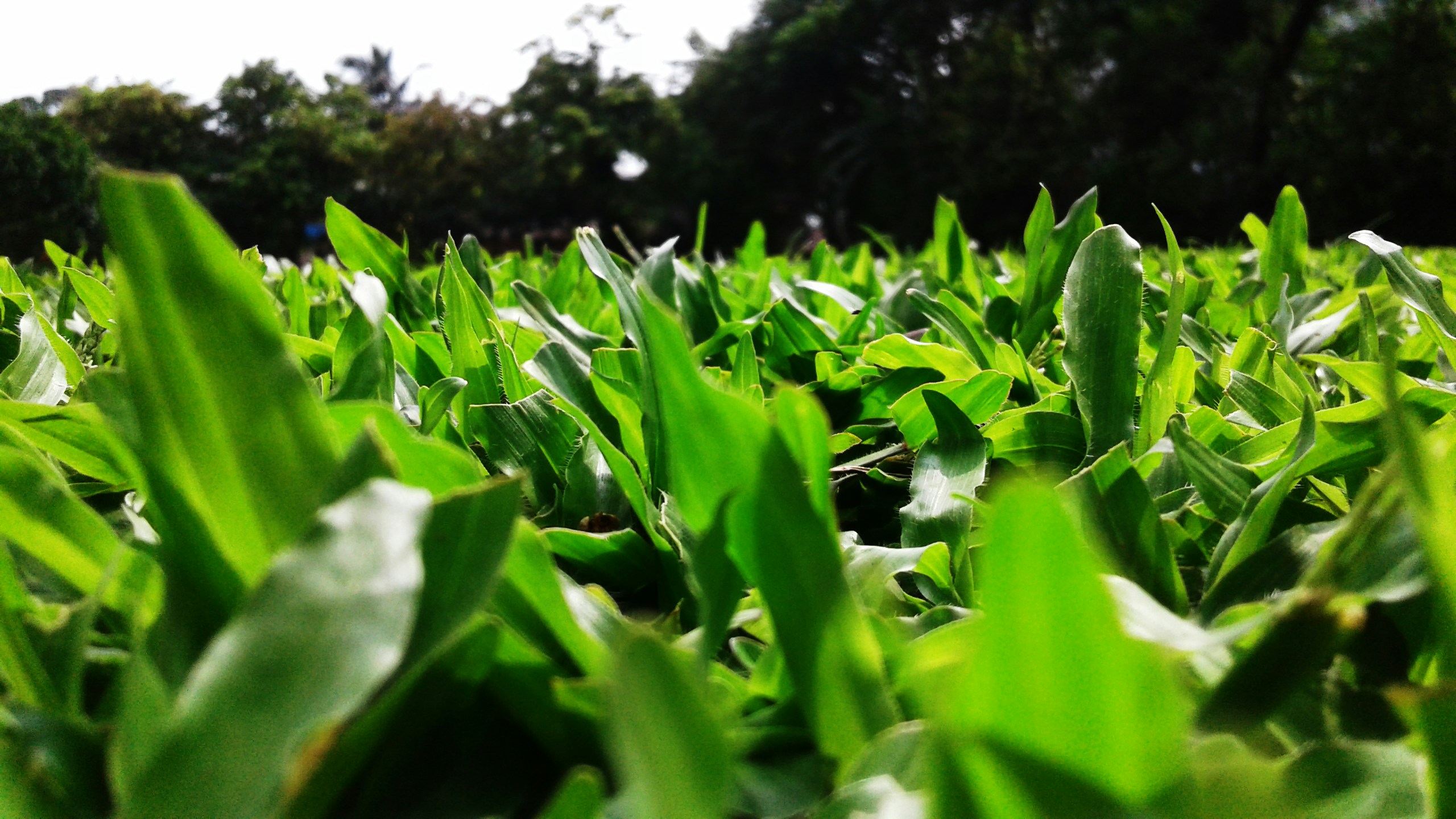 Free Mumbai University Ground Image On Unsplash
