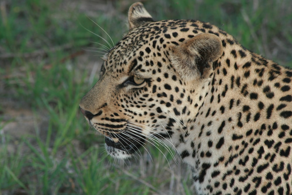 focused photo of brown and black leopard