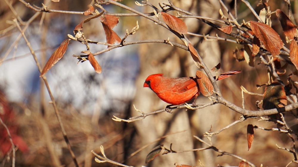 selective focus photography of red Cardinal perched on tree branch