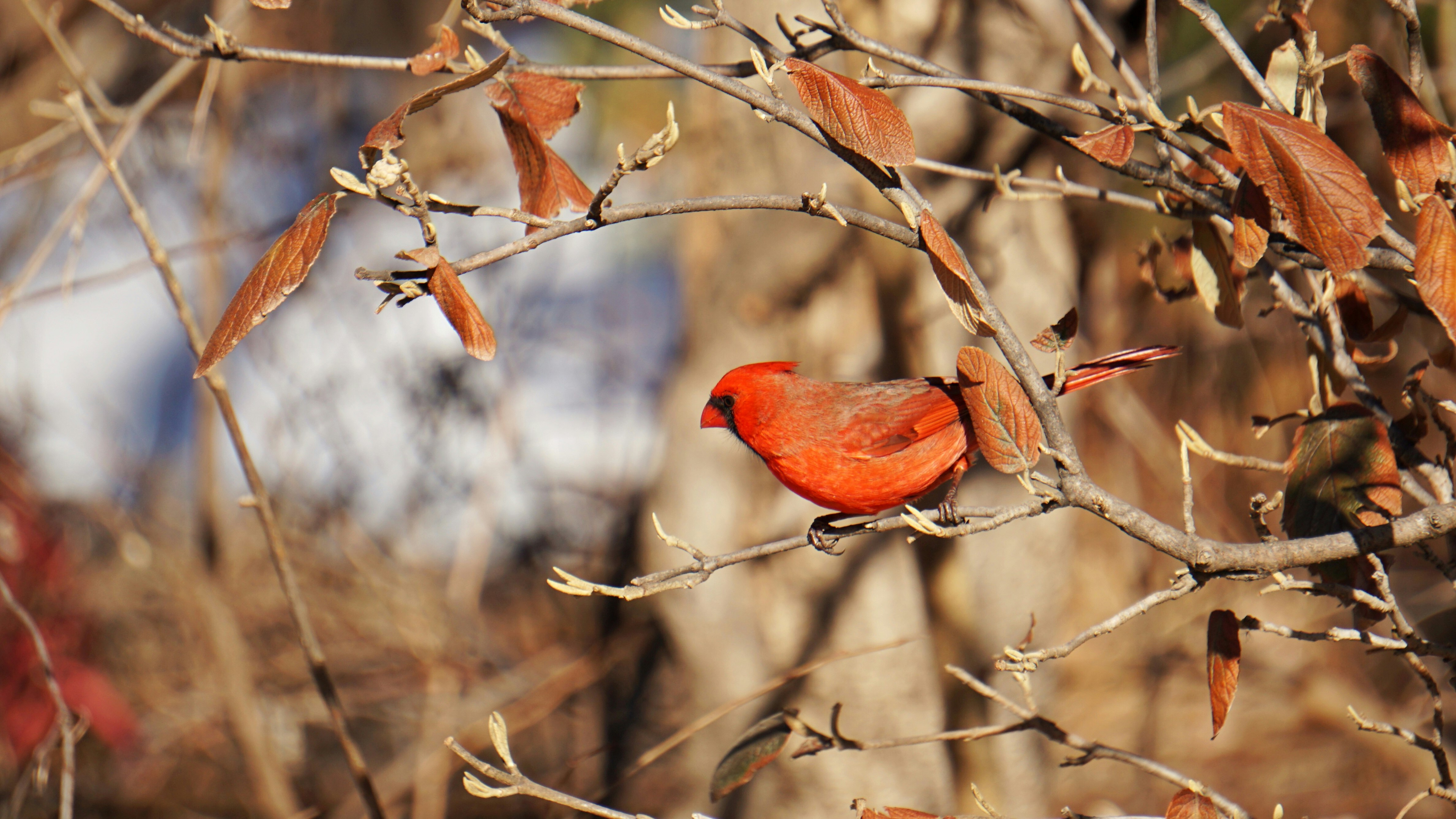 Cardinal definition - richgilit