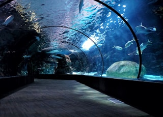 aquarium hallway