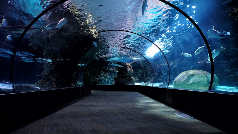 aquarium hallway