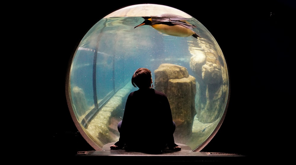 person wearing black shirt siting watching penguin swims