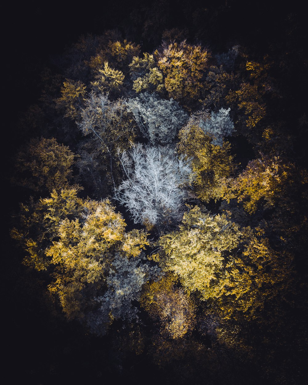 a group of trees with yellow and green leaves