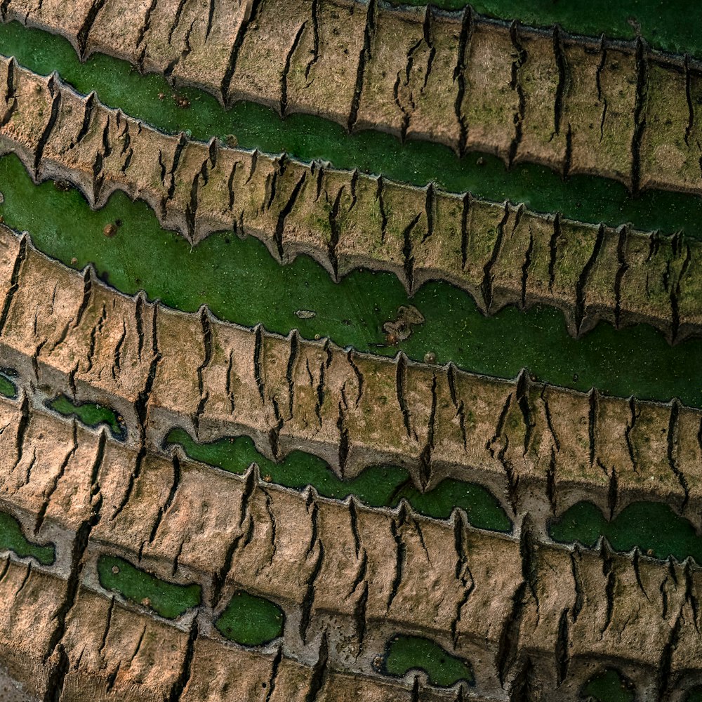 a close up of a grass and dirt area