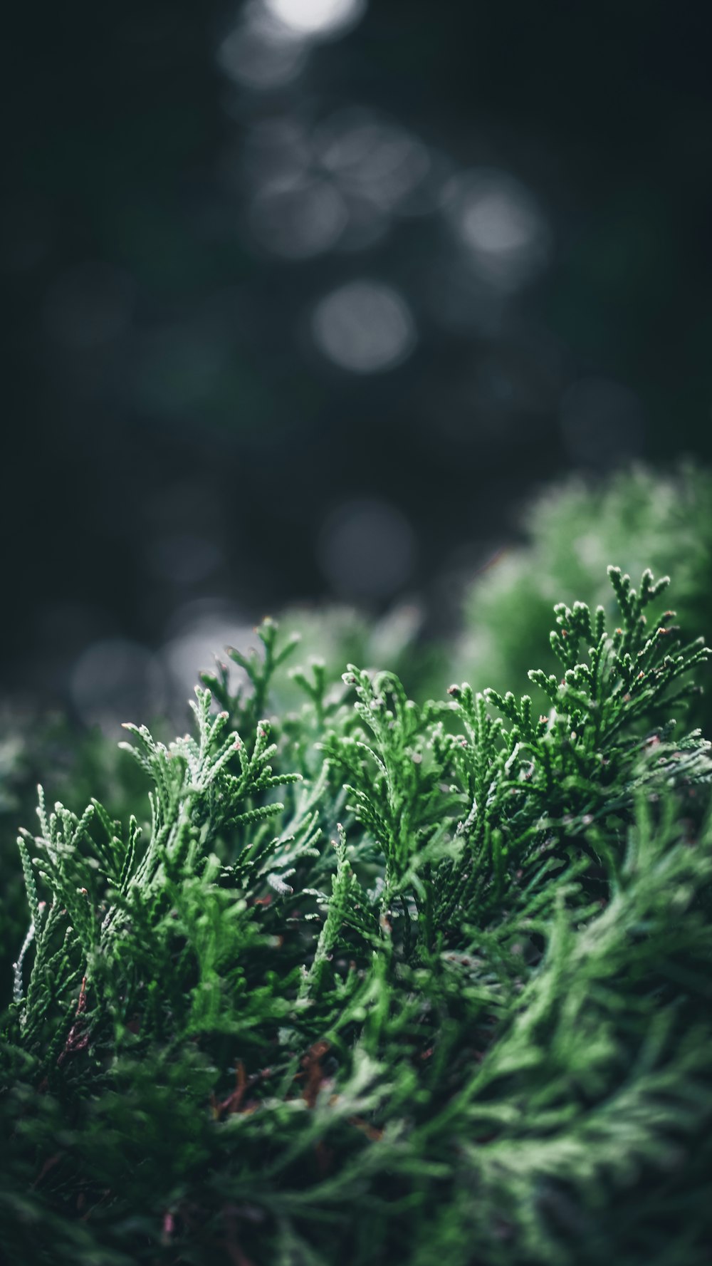 green leaves bokeh photography