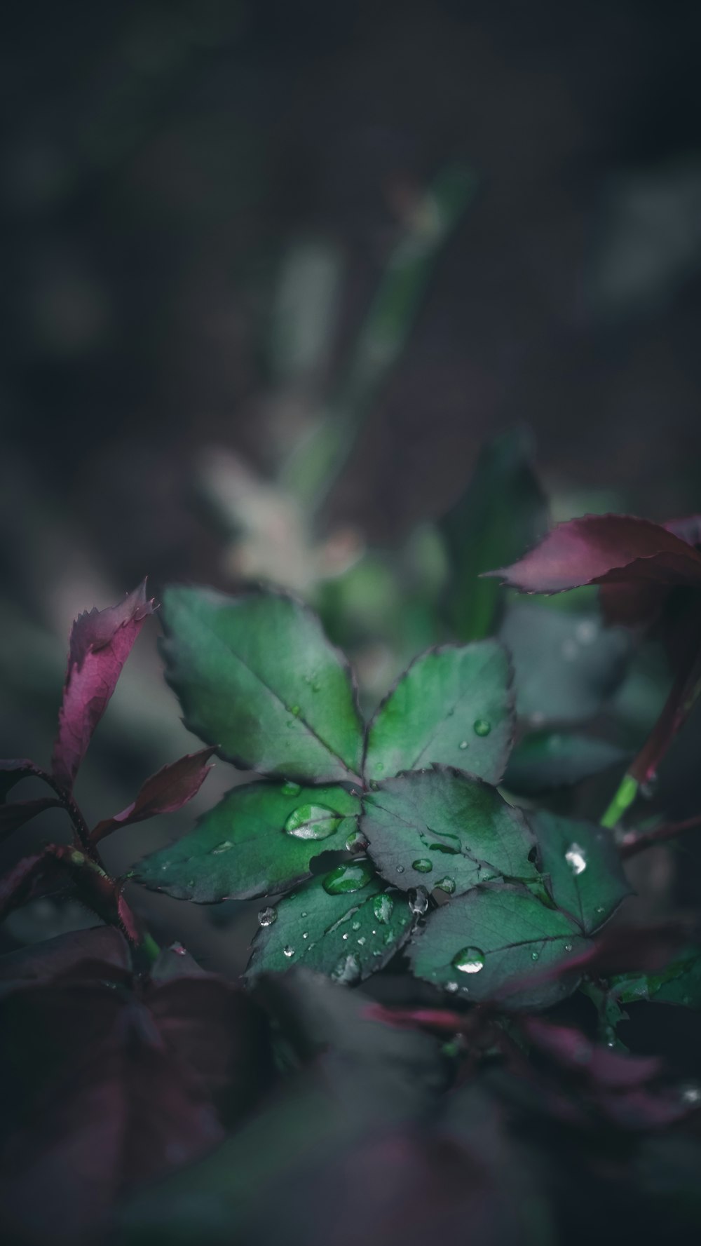 water drops on green leaf plant