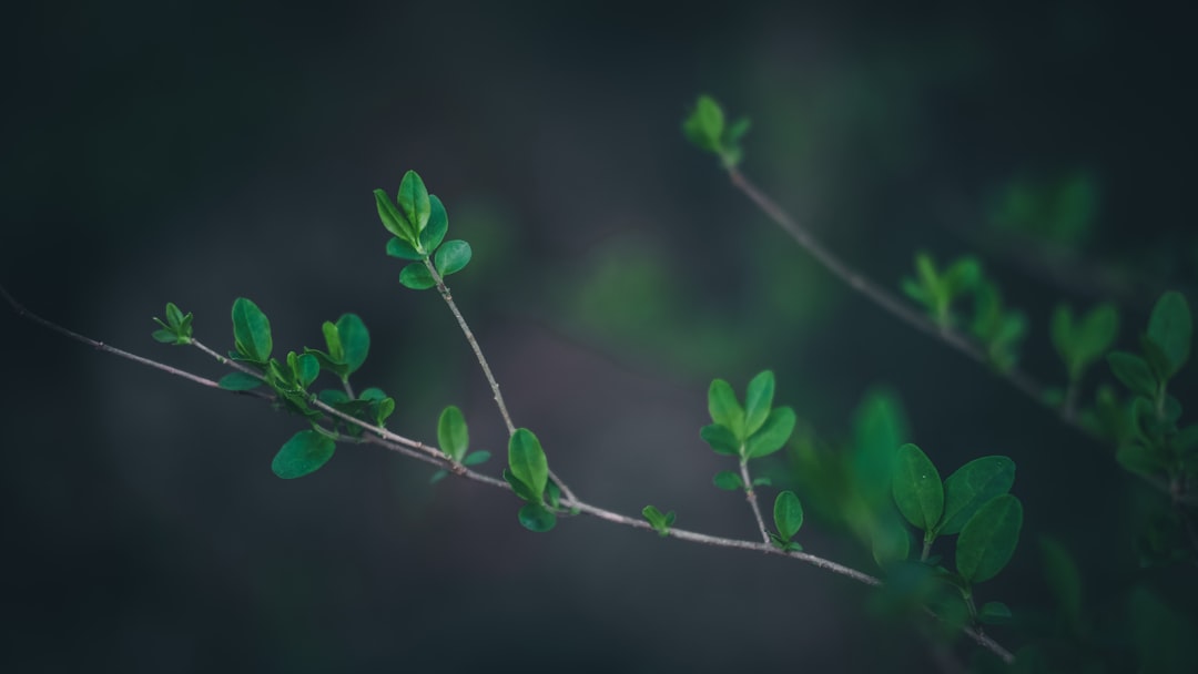shallow focus photo of green leafed plant