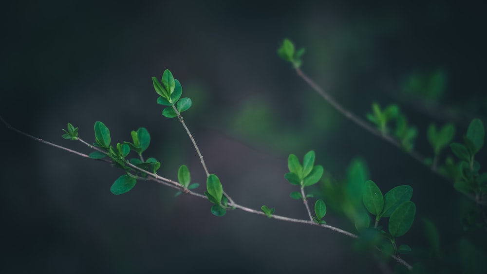 Foto de enfoque superficial de planta de hojas verdes