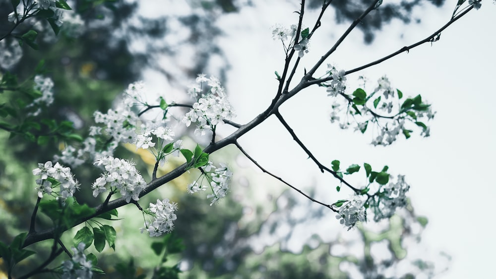 selective focus photography of white flower in bloom