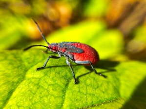 A close-up of a colorful, unusual insect perched on a leaf, highlighting its strange features.