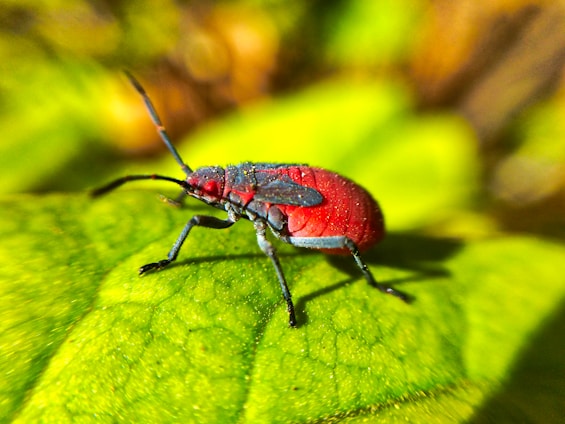 A close-up of a colorful, unusual insect perched on a leaf, highlighting its strange features.
