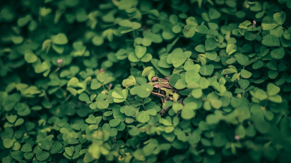 green leaves