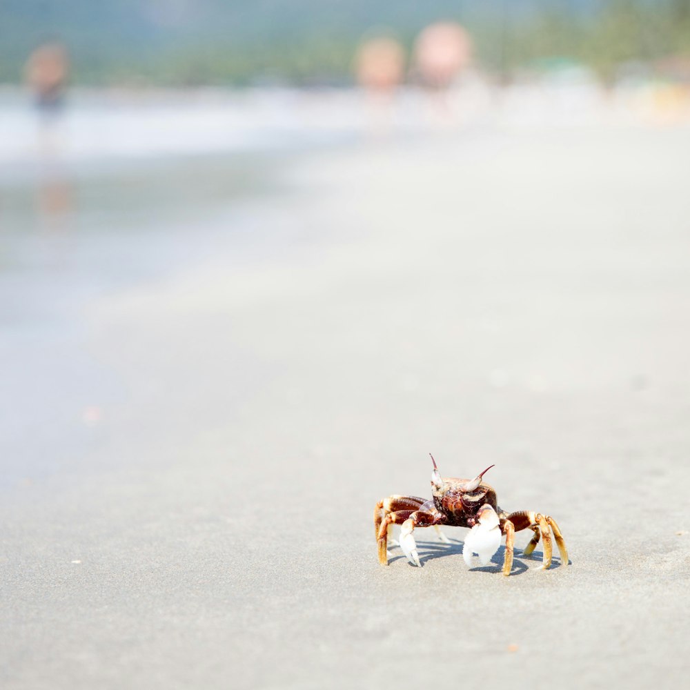 braune und graue Krabbe auf weißem Sand