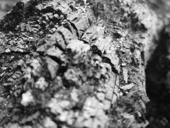 A close-up of a textured surface resembling charred wood with deep grooves and cracks, creating an intricate pattern. The image has a monochrome color scheme emphasizing the contrast between the dark and light areas.
