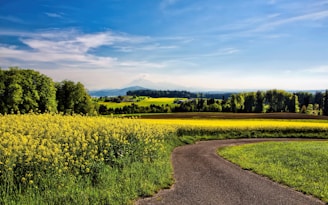 winding road beside field of yellow petaled flowers