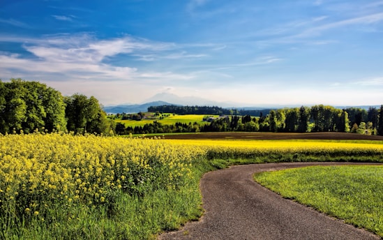 winding road beside field of yellow petaled flowers