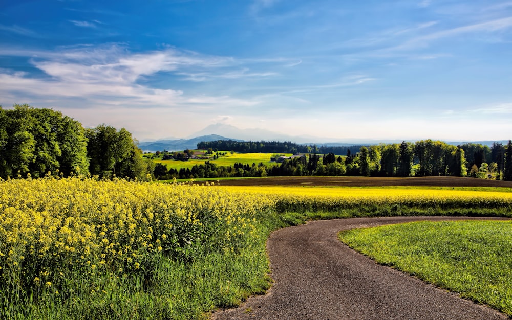 winding road beside field of yellow petaled flowers