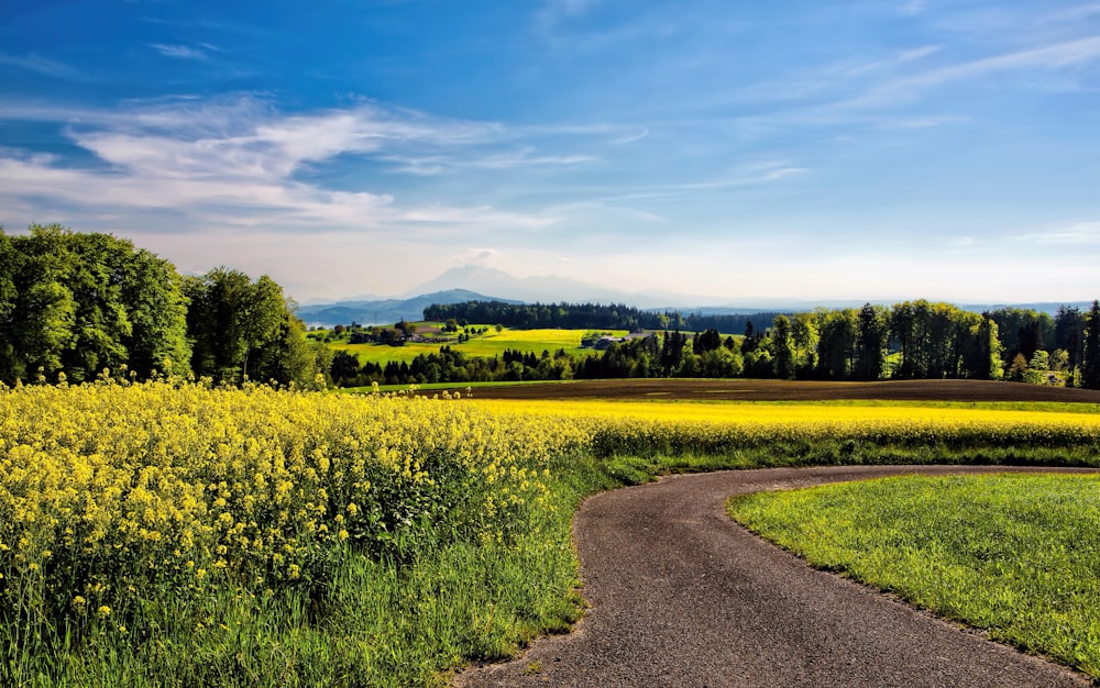 estrada sinuosa ao lado do campo de flores de pétalas amarelas