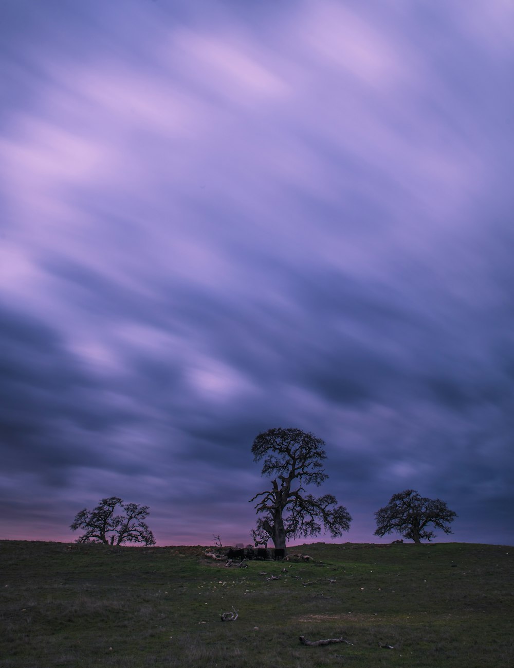 a field with trees under a cloudy sky