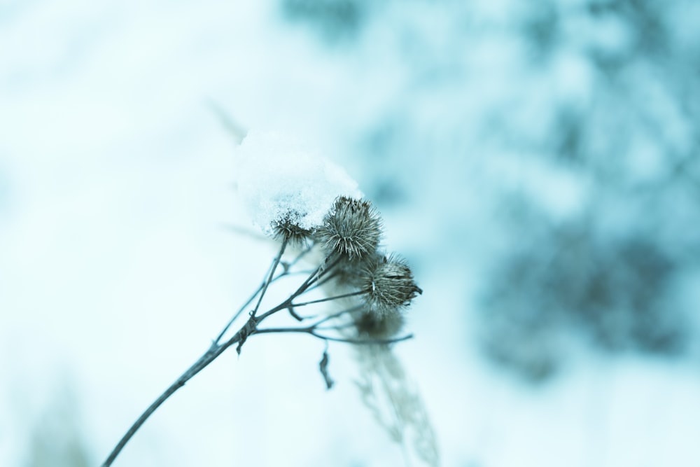 white snow on brown stem