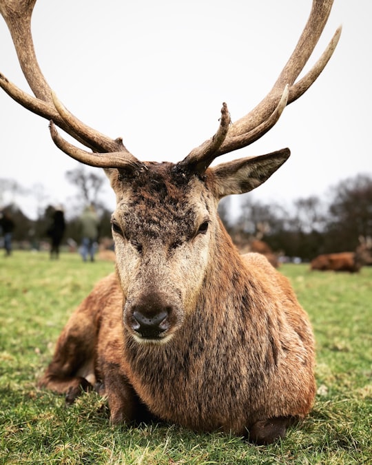 brown stag sitting on green grass field during daytime in Wollaton Hall United Kingdom