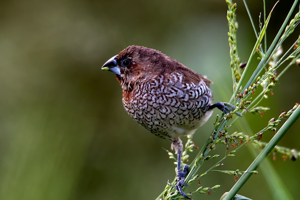 brown bird perched on green leaf