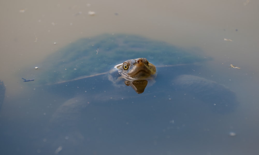 brown turtle showing its head on water