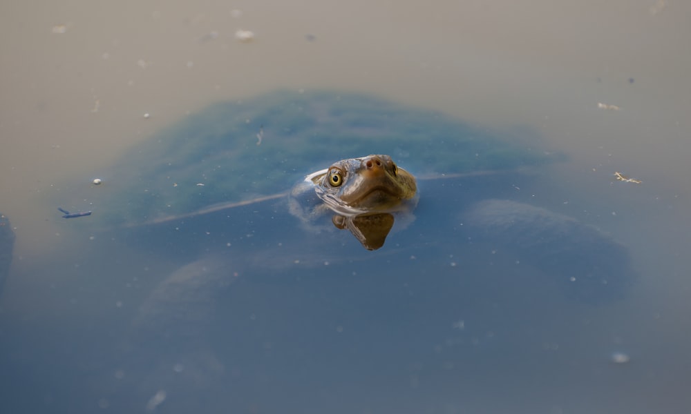 Braune Schildkröte, die ihren Kopf auf dem Wasser zeigt