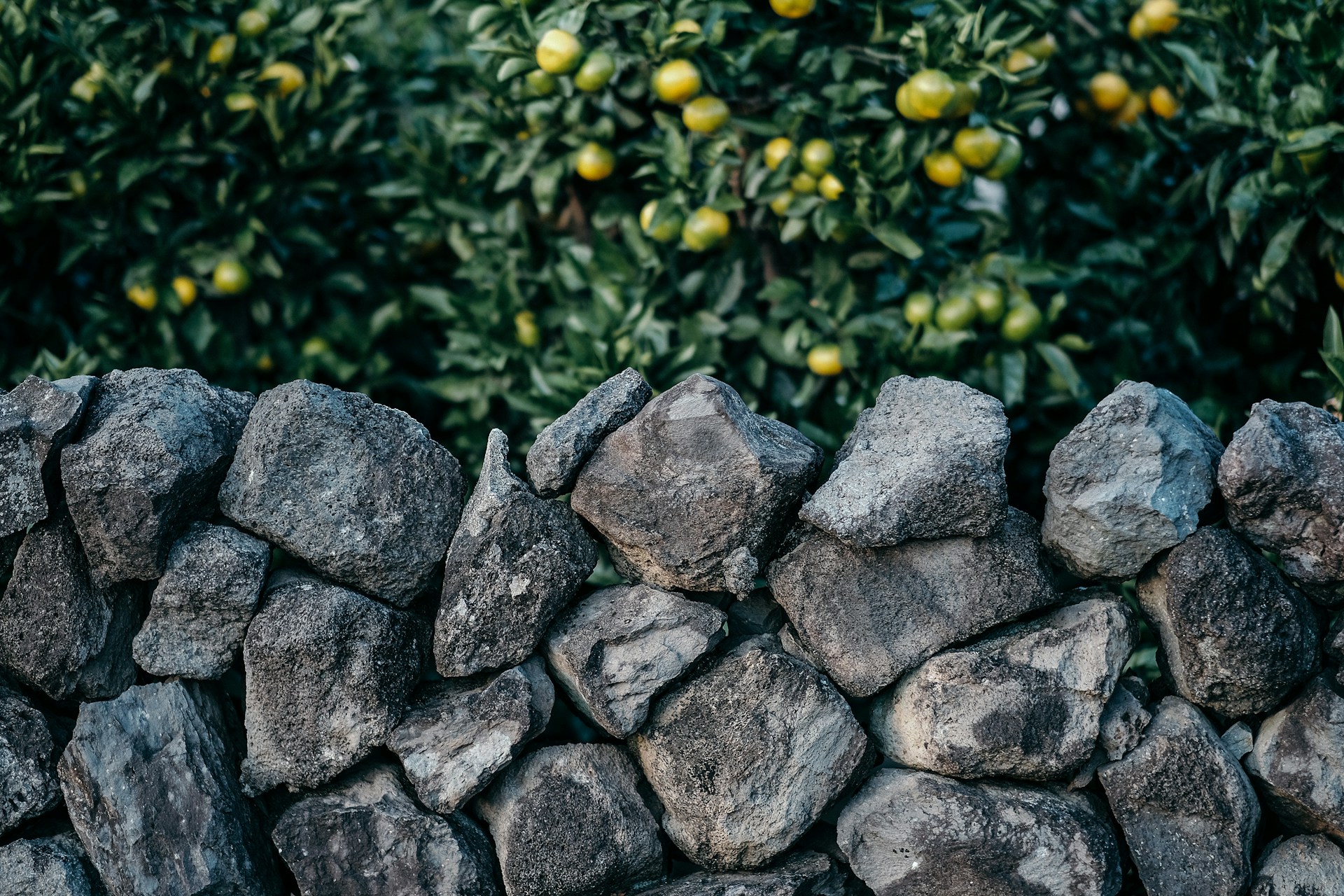 gray stone fence beside tree with green fruits