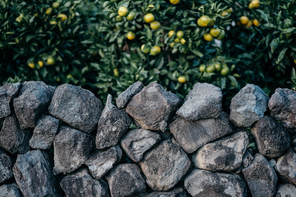 gray stone fence beside tree with green fruits