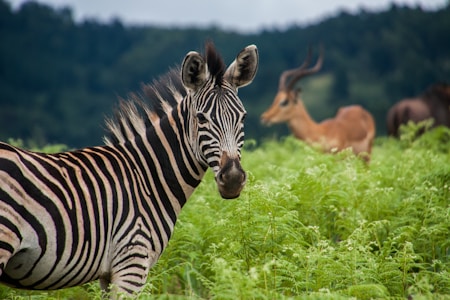 A zebra stands in lush green vegetation with gentle hills in the background. An antelope with long, curved horns is seen slightly out of focus in the background, adding depth to the wildlife scene.