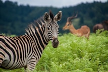 A zebra stands in lush green vegetation with gentle hills in the background. An antelope with long, curved horns is seen slightly out of focus in the background, adding depth to the wildlife scene.