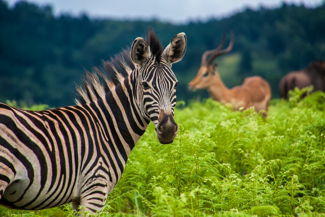 zebra on green long grass
