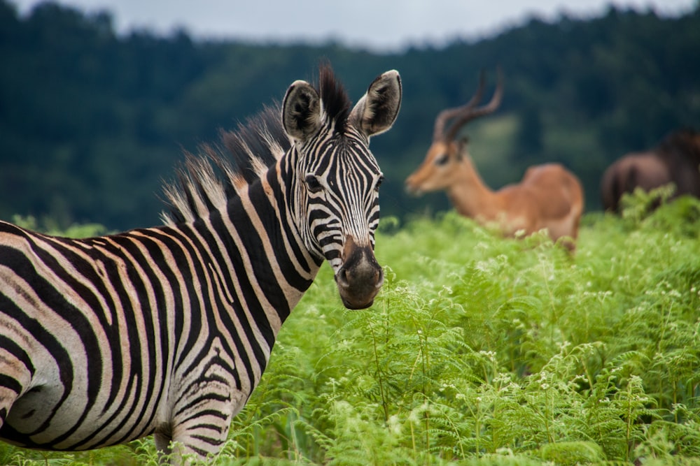zebra na grama longa verde